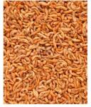 Glopex Gammarus, szibériai szárított, 50g (35)