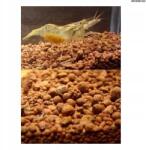  Kongó soil K4 5 literů