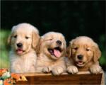 NORIMPEX - Puzzle Pictura cu diamant: Un trio drăguț 30x40cm - 1 - 39 piese