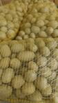  Farma z Rohoznice késői burgonya Adéla 25 kg