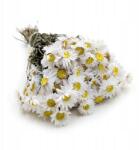 Enchanted Szárított Suchlin Száraz (Acroclinium) Fehér (ACROCLINIUM BIALE 50G PLS)