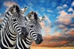  Fotótapéta állatok Zebra Afrika tapéta nyomtatás (fototapeta)