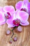 agmART Fotótapéta Orchidea Lila Deszkákon 260x180 (Fototapety agmART)