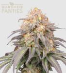 Seedstockers AK420 AUTO 0% THC Kiszerelés: 1 db - weedshop - 6 405 Ft