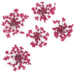  Szárított Virág - Fuchsia 01