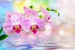 agmART Fotótapéta Orchidea Víz Nappali Dekoráció (Fototapety agmART)