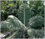 DobreNasiona. pl Hurrikán pálma Holdpálma (Dictyosperma Album) 2 mag (nasion)