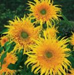 Toraf Astra Gold Dísznapraforgó (helianthus Annuus L. ) 1 Gramm Mag (NAS1035)