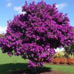 DobreNasiona. pl Lepidota Tibouchina Andok hercegnői virág (Lepidota Tibouchina) 10 mag (nasiona)