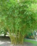 DobreNasiona. pl Óriás bambusz Nádas otthonra (Arundinacea bambusz) mag 5 db (nasion)