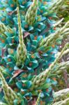 DobreNasiona. pl Puya Berteroniana (puya Turquoise) 5 Mag