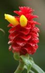 DobreNasiona. pl Csonthéjas (costus Lima) 5 Mag