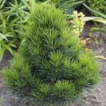 DobreNasiona. pl Japán fenyő (Sciadopitys verticillata) fagyálló 5 mag (nasiona)