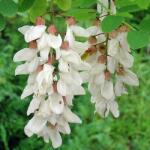 DobreNasiona. pl Fehér akác Borsó (Robinia pseudoacacia) 20 mag a kertbe (nasiona)