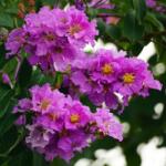 DobreNasiona. pl Lagerstremia floribunda Thai Mirtusz (Lagerstroemia floribunda) 20 mag (nasiona)