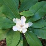 DobreNasiona. pl Esernyős magnólia Késő virágzó fehér (Magnolia tripetala) 3 mag (nasion)