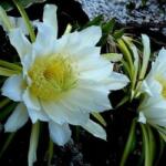 DobreNasiona. pl Kaktusz Vörös Pitaja Sárkánygyümölcs (Hylocereus Undatus) mag 20 db (nasion)