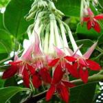 DobreNasiona. pl Ritka Bolíviai Fukszia Fehér 5 Mag