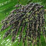 DobreNasiona. pl Palma Acai (Euterpe oleracea) Euterpa ehető zöldségmag (nasion)