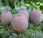 DobreNasiona. pl Fagyálló atlasz cédrus (Cedrus Atlantica) 3 mag (nasion)