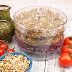 Toraf Csíráztató 3 szintes csíratermesztő edény otthon a konyhában (kiełki)