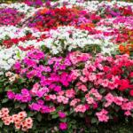 Roltico Paraméterek, Termékleírás Balzsam MIX 0, 1 Gr Mag (5906493005674)