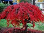 DobreNasiona. pl Piros pálmajuhar Acer Palmatum Var. Atropurpureum mag 10 db (nasion)