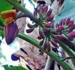 DobreNasiona. pl Banánfa Kék (musa Itinerans Burmese Blue) 2 Mag