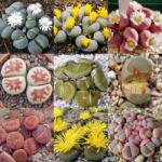 DobreNasiona. pl Élő kövek MIX 50 színvariáció (Lithops sp. ) 20 mag (nasiona)