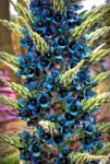 DobreNasiona. pl Puya Berteroniana Sapphire Tower (puya Alpestris)