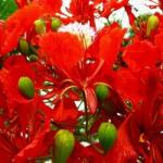 DobreNasiona. pl Afrika lángja a világ legszebb fája (Delonix Regia) 3 mag (nasion)