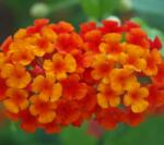 DobreNasiona. pl Lantana Közönséges Piros (Lantana Camara Red) 10 mag otthonra az erkélyre (nasiona)