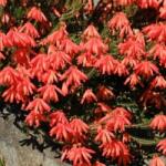 DobreNasiona. pl Fagyálló afrikai hanga piros (Erica cerinthoides) 10 mag (nasiona)