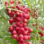 DobreNasiona. pl Perui bors otthonra és teraszra (Schinus Molle) 6 mag (nasiona)