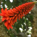 DobreNasiona. pl egzotikus Eritrin „Koralfa (Erythrina Livingstoniana) 2 mag (nasion)