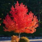 DobreNasiona. pl Amerikai ámbráscet szivárványfa (Liquidambar styraciflua) 50 mag (nasiona)