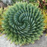 DobreNasiona. pl Aloe spirál különleges és ritka faj otthonra Aloe polyphylla 3 mag (nasion)