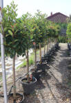 Plantstore Törzses Korallberkenye 1/2 Standard-photinia Fraseri Robusta Compacta 1/2 Standard