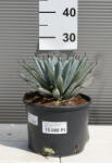 Plantstore Agávé Little Penguins- Agave Hybrid Little Penguins - plantstore - 7 500 Ft