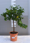 Plantstore Narancs Törzses- Citrus Sinensis