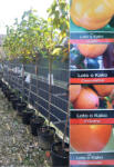 Plantstore Datolyaszilva- Diospyros Kaki 1/2 Standard