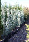Plantstore Arizónai Ciprus 125/150 Cm- Cupressus Arizonica Fastigiata