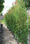 Plantstore Korallberkenye Bokor 175/200 Cm-photinia Fraseri Red Robin