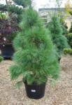 Plantstore Himalájai Selyemfenyő 150/175 Cm- Pinus Wallichiana
