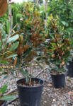 Plantstore örökzöld Magnólia-magnolia Grandiflora Little Gem Clt 18