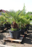 Plantstore Lószőrpálma 1-3 Törzses- Chamaerops Humilis