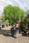 Plantstore Csüngő Japánakác Bonsai- Sophora Japonica Pendula