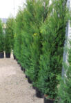 Plantstore Leylandi Vito Bokor 250+ Cm- Cupressocyparis Leylandii Vito Bush