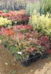 Plantstore Japán Szentfa 9l- Nandina Domestica