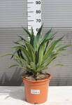 Plantstore Agávé Desmettiana Variegata- Agave Desmettiana Variegata - plantstore - 16 500 Ft